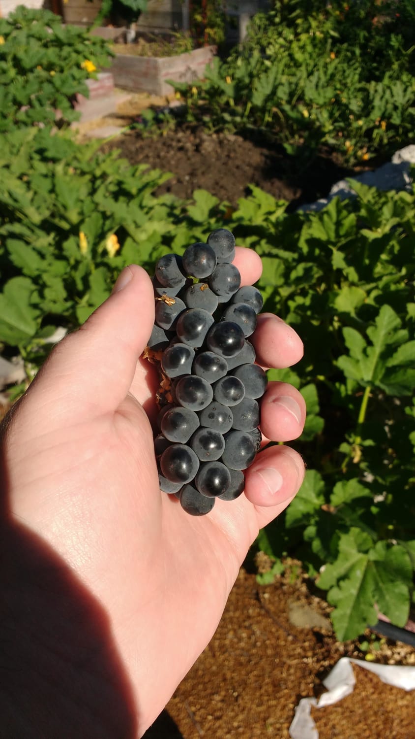 First grapes from first grape harvest. We planted the vines spring 2019.