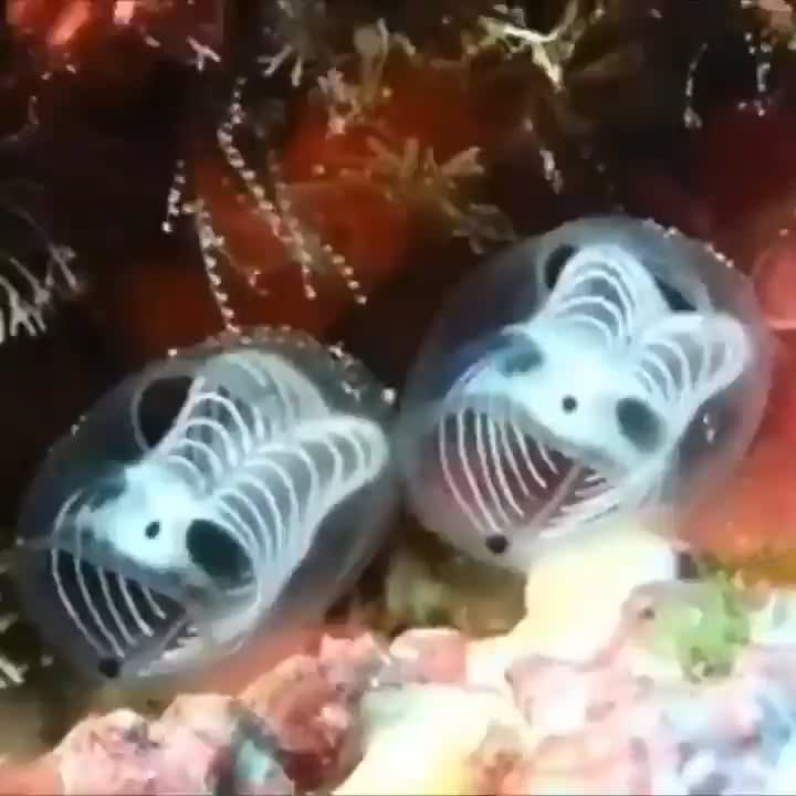 Skeleton Panda Sea Squirts, also known as Ascidians