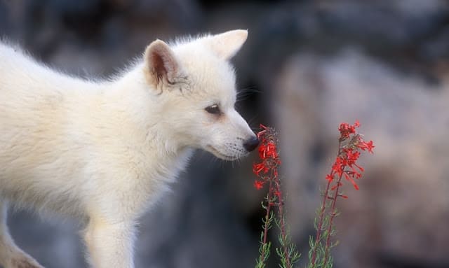 Charming Photos Of Arctic Wolf Pups With Red Flowers