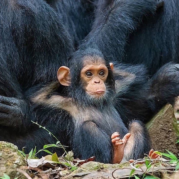 Little chimp chilling