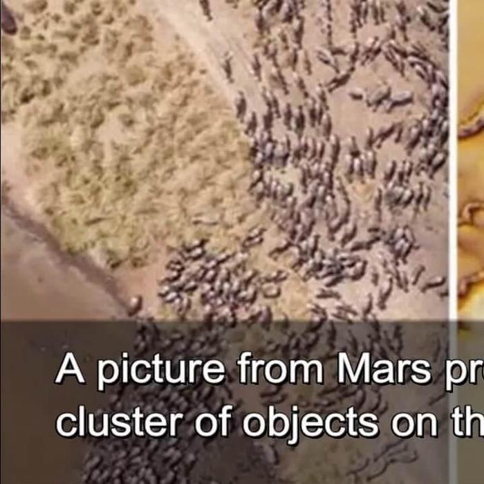 NASA SHOCK: Huge 'alien herd of animals found in space probe images of Mars'