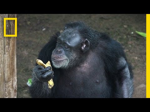 Inside a Retirement Home for Lab Chimps | National Geographic