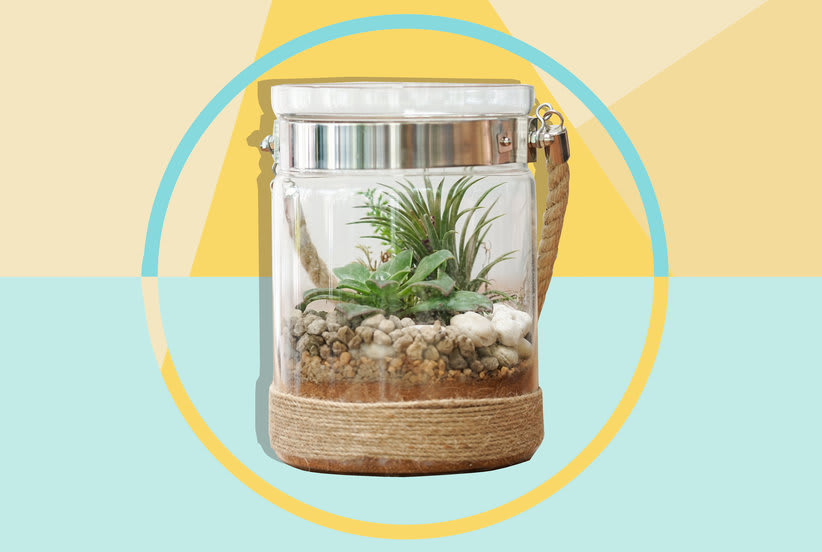 Here's How to Keep Your Air Plants Alive for Years