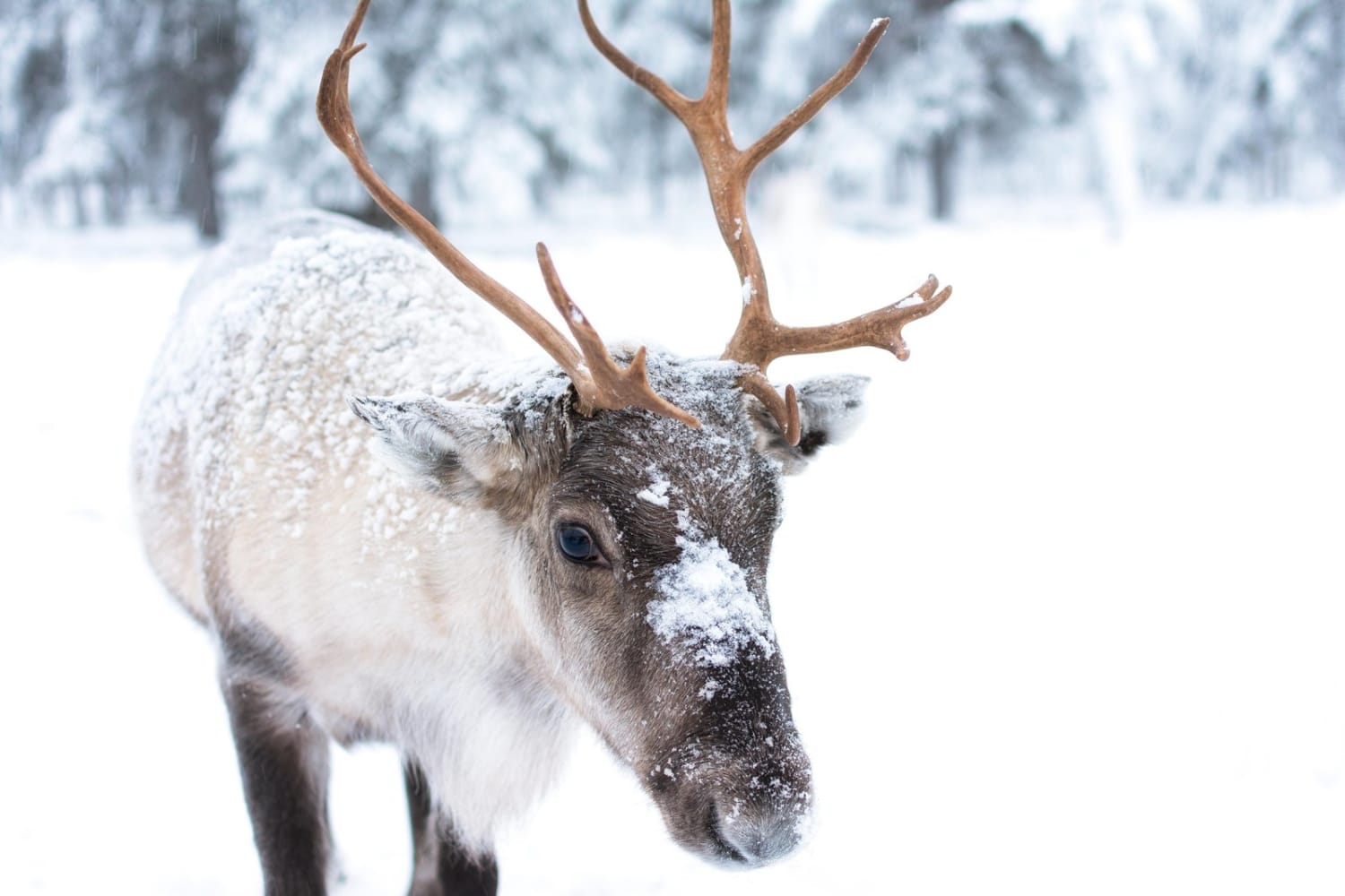 The Best Places to See Reindeer Around the World