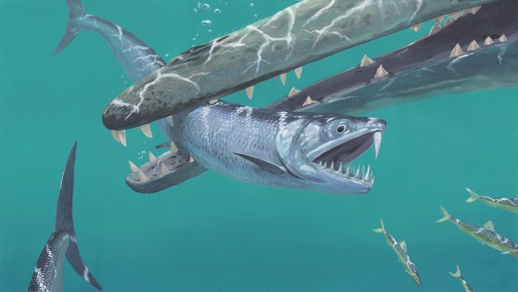 Saber-toothed anchovy relatives hunted in the sea 50 million years ago