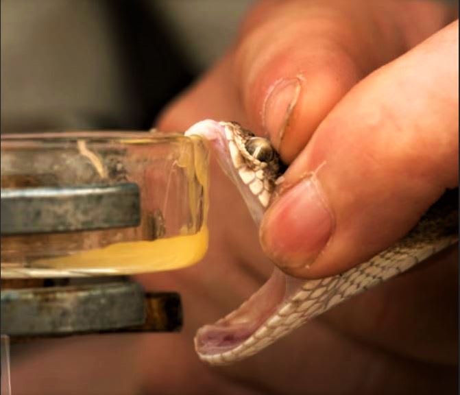 An old cure turned out to be an antidote to viper venom