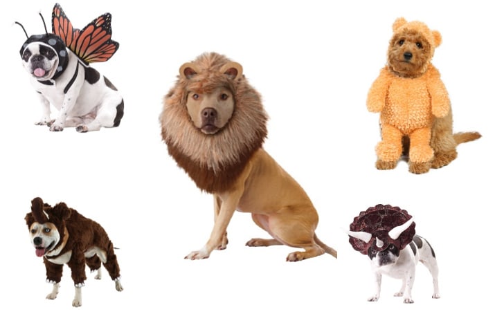Top 10 Cutest Animal Dog Costumes for Halloween