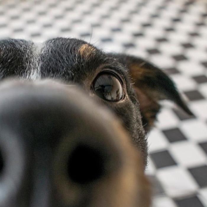 Dogs can be trained to sniff out malaria