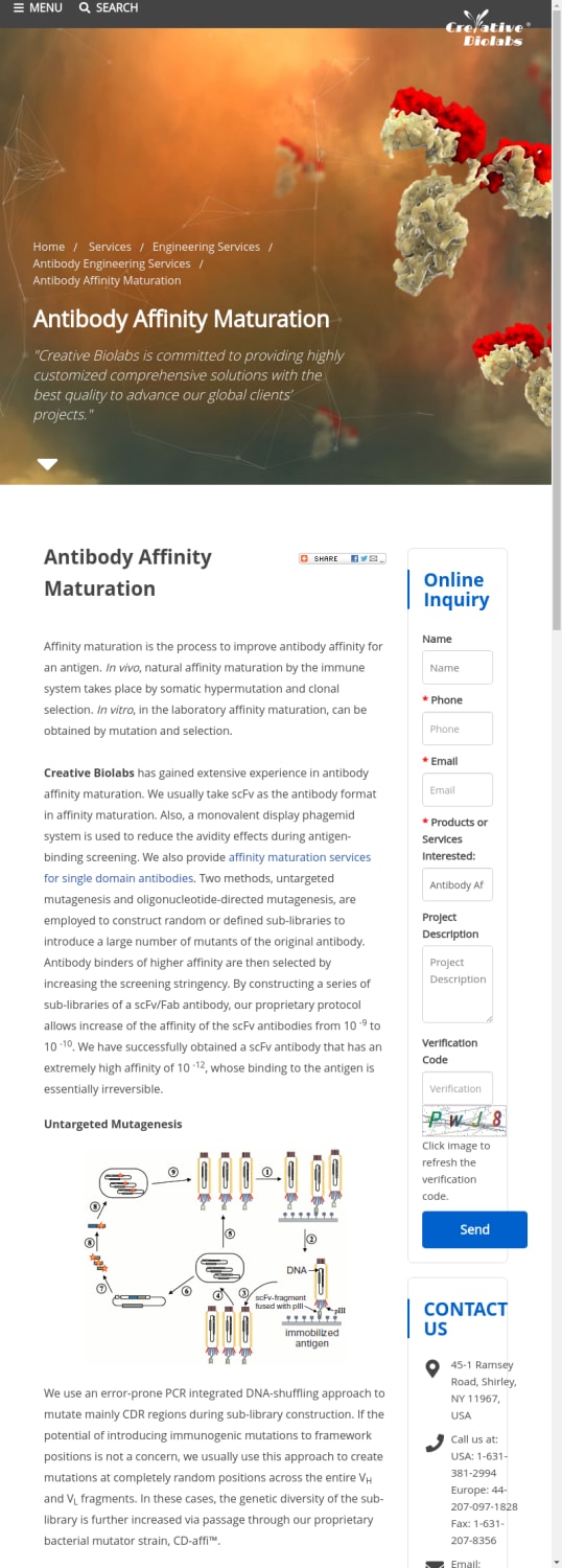 Antibody Affinity Maturation - Creative Biolabs