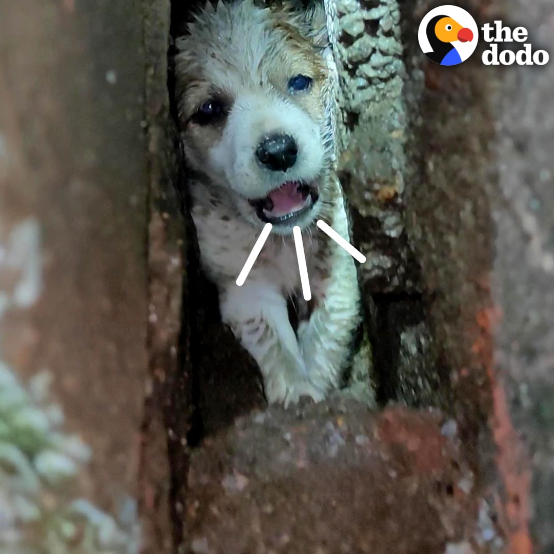 Guy rescues a tiny stray puppy who was stuck in between two walls — and he’s so excited to bring him home to meet his 9 other dogs 💙