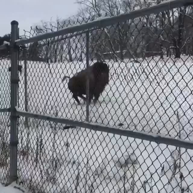 Happy Bison playing in the first snow of the year