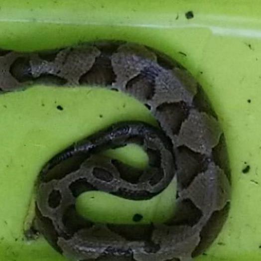 Virginia wildlife officials share 'extremely rare' photos of two-headed copperhead snake