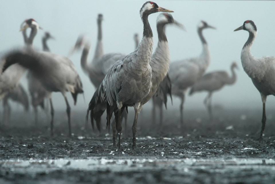 The unbelievable comeback of UK's cranes in 400 years