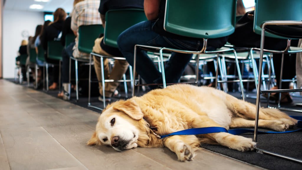 8 of America's Most Pet-Friendly Offices and the Dogs That Call Them Home