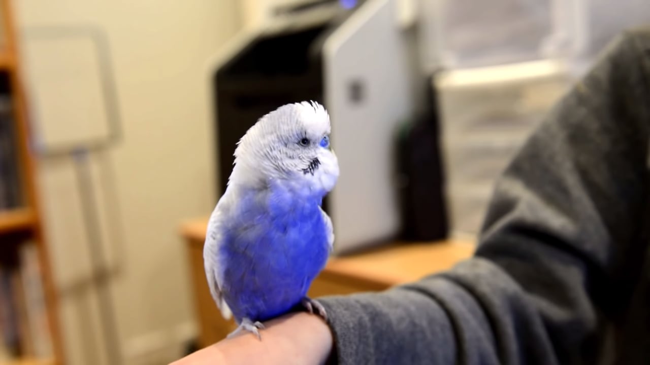 A Budgie Imitating the Sounds of R2-D2