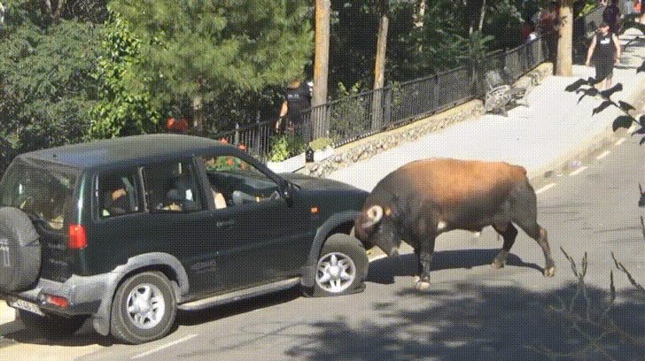 Ever wonder how strong a bull is?