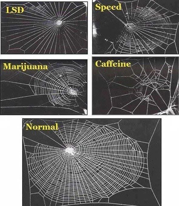 In 1995 a group of NASA scientists studied the effects of various drugs on spiders, specifically on the way they weave their webs