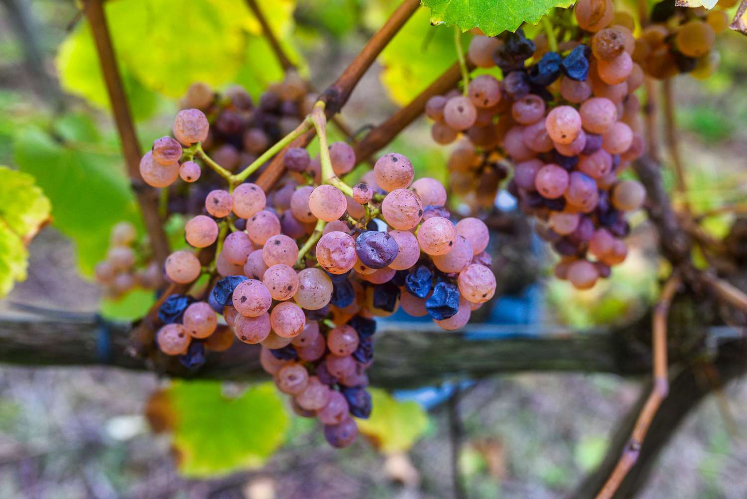 Australian Wine Producers Have Been Mislabeling This Variety for Over 40 Years