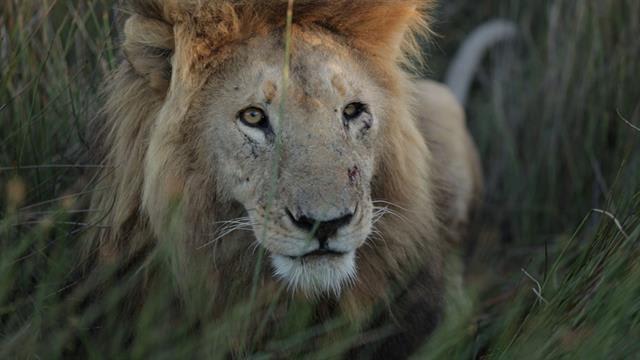 How a New Generation Is Saving Zambia's Lions