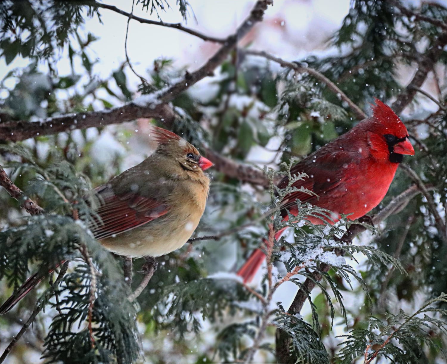 Male and Female Cardinals perched next to each other