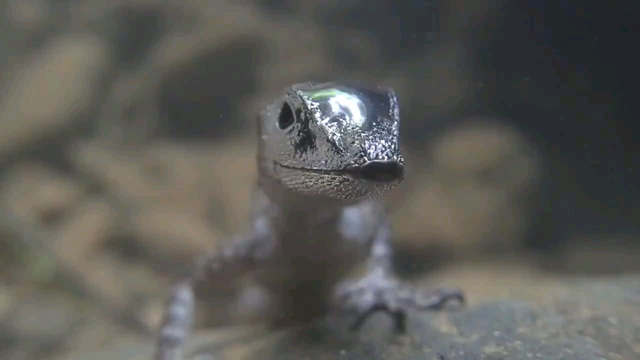 This semi aquatic lizard escapes predation, plunging into water and exhaling air to create large, oxygen-filled bubble that clings to its head.