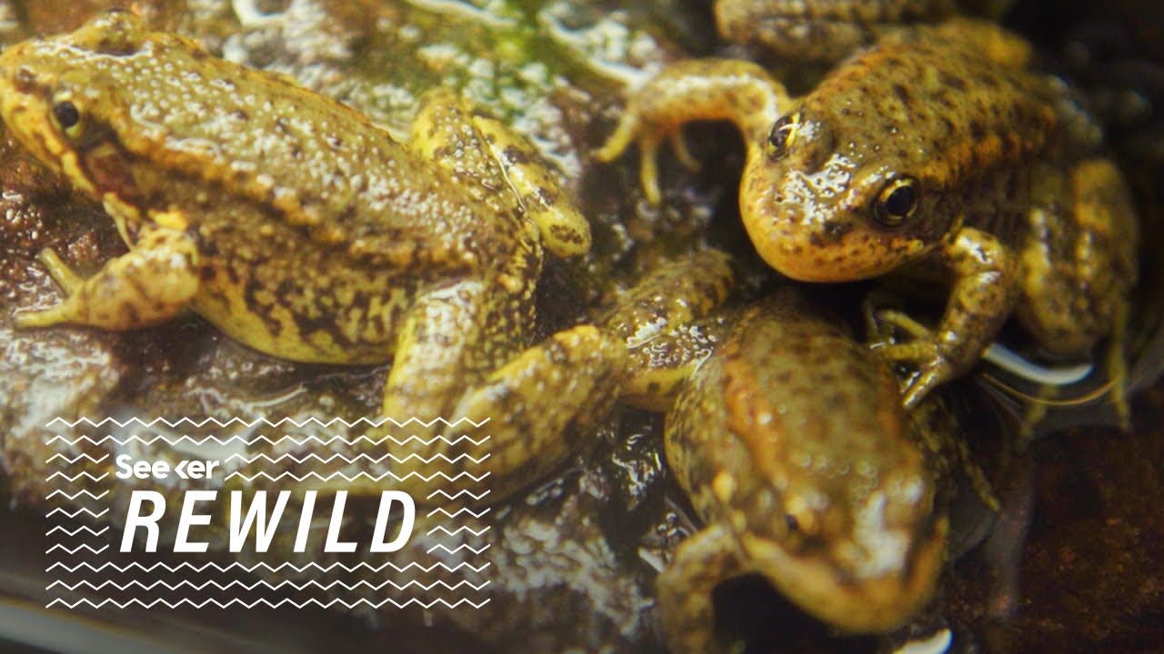 This Frog-Killing Fungus Could Wipe Out Entire Species