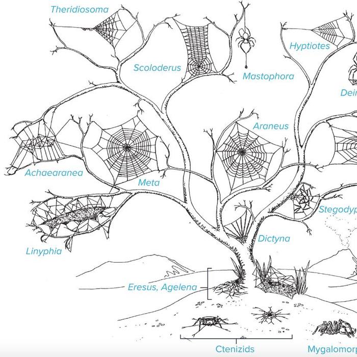 Sticky Science: Evolution of Spiderwebs - The Crux