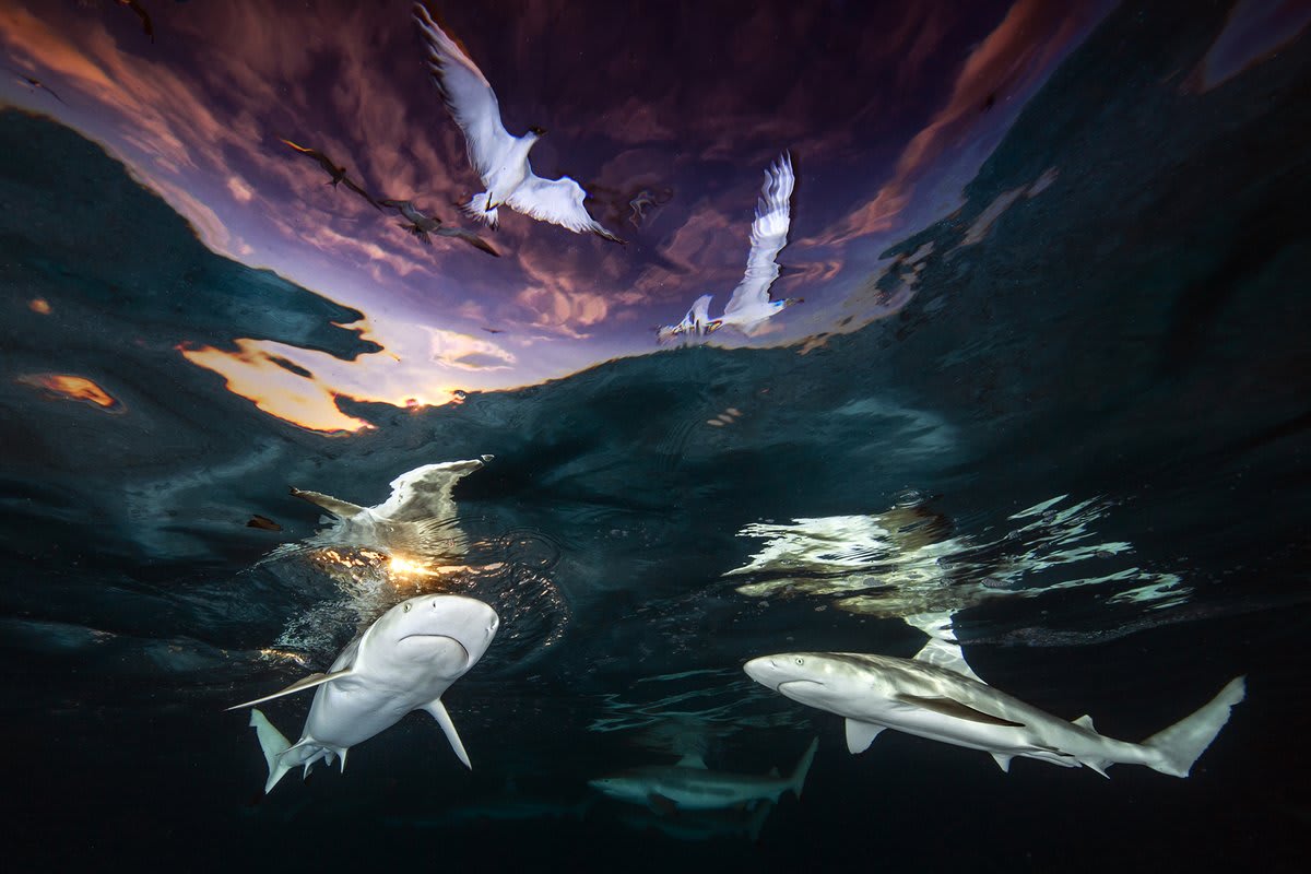 This stunning shot by Renee Capozzola capturing sharks cruising under a French Polynesian sunset just won the 2021 Underwater Photographer of the Year contest