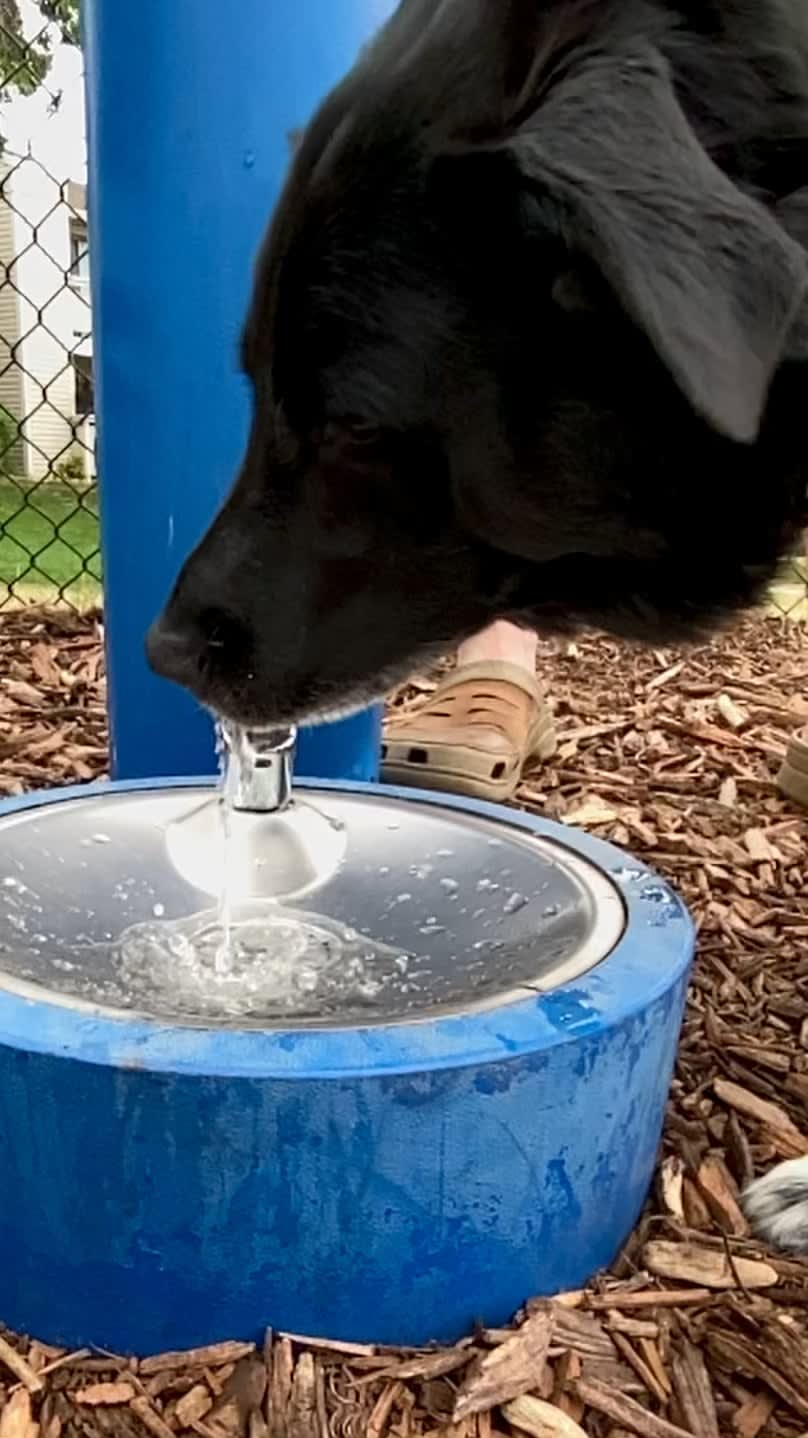 Dogs lap, or take up, the water with their tongues curled backward. As they lap, they move their tongues very quickly to build up momentum. That forces the water into a column and up into their mouths.