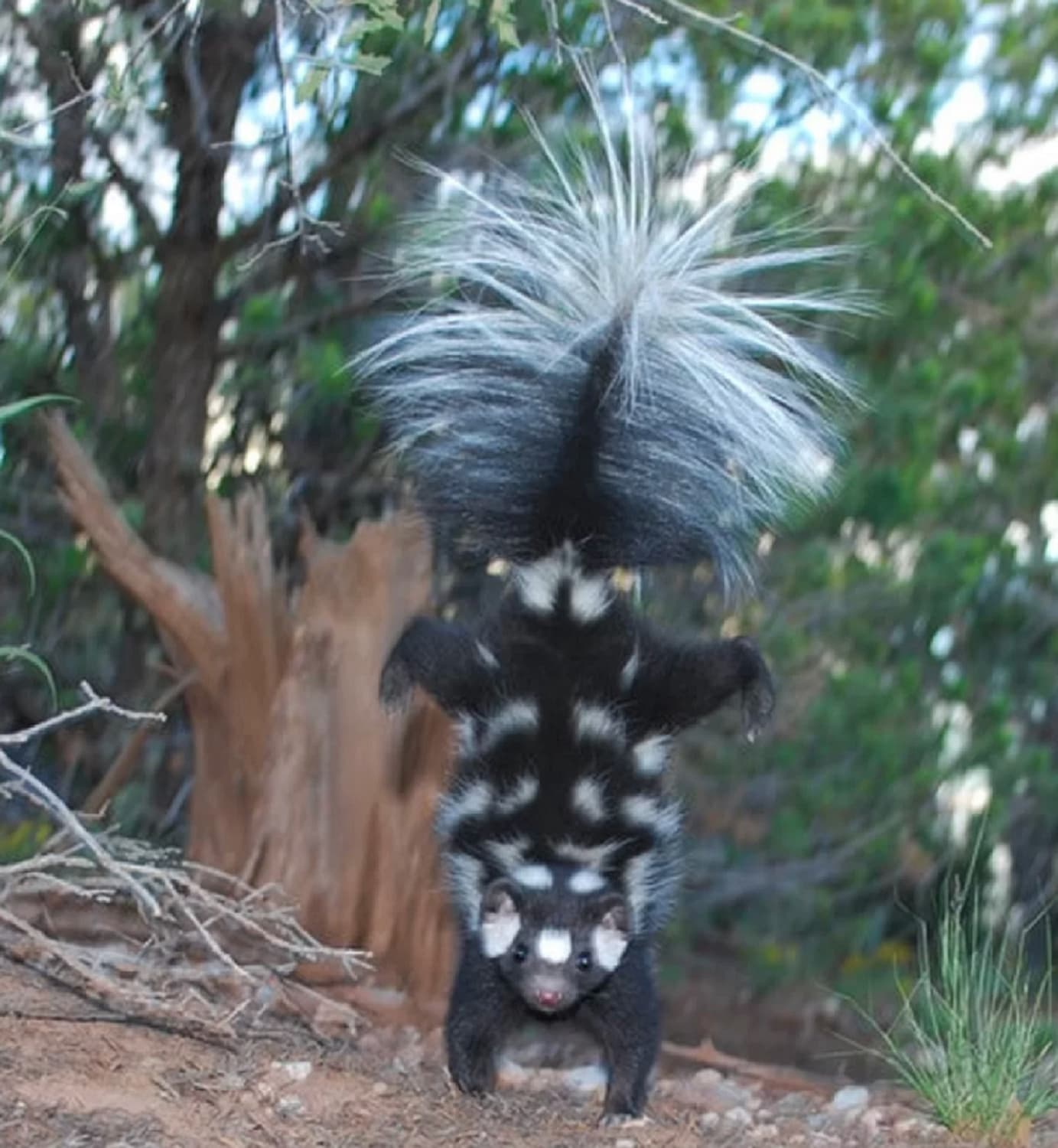 This adorable little stinker is the spotted skunk. It is a medium-sized omnivores in the weasel family that is mostly nocturnal. It is unique in that when threatened, it does a handstand, hind feet up & fluffy tail in the air, facing towards as it spray its foul-smelling musk to ward off predators.