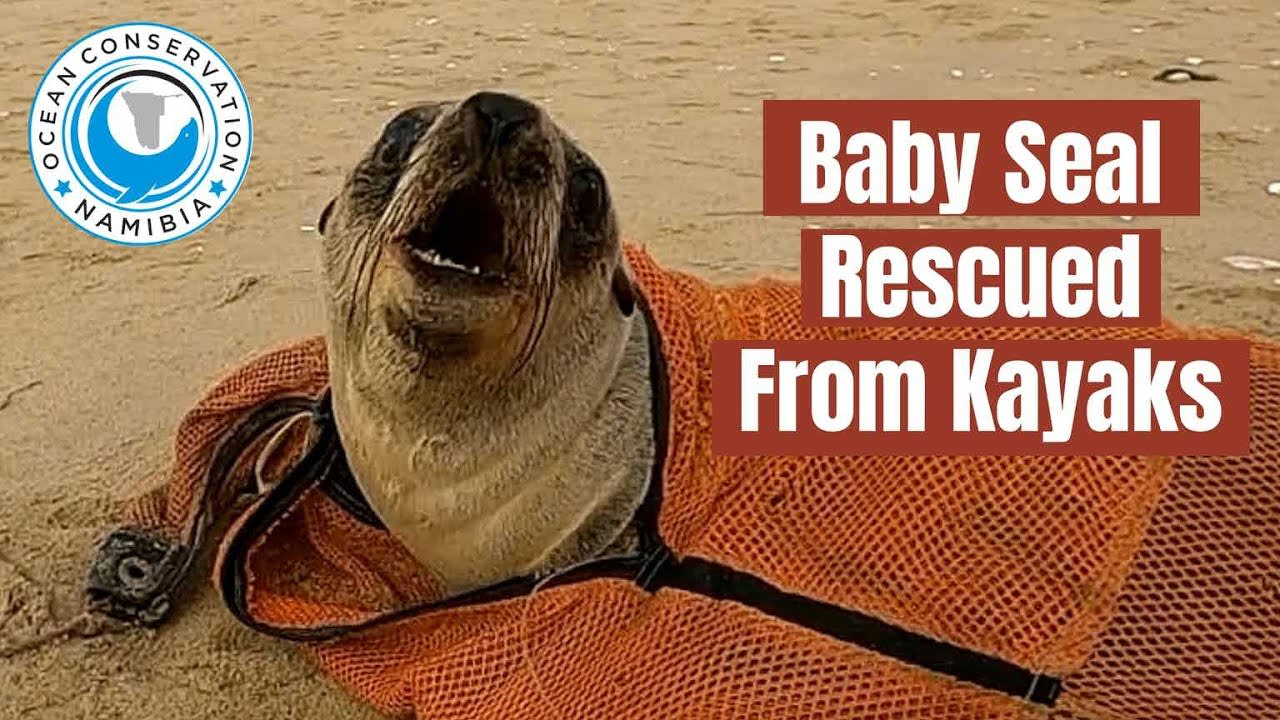 Baby Seal Rescued from 0:50