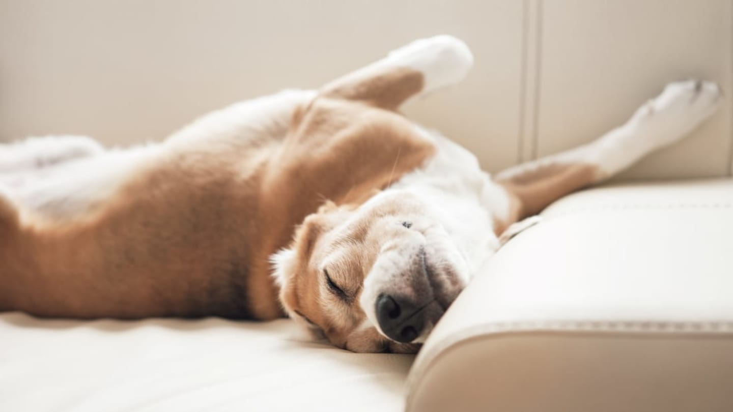 The Reason Dogs Run In Their Sleep