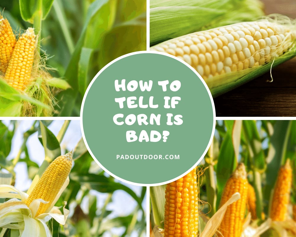 How To Tell If Corn Is Bad? (Everything You Need To Know)
