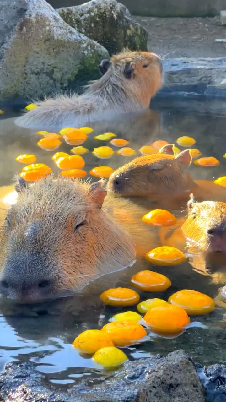 Capybaras relaxing in a hot bath during winter. With oranges.