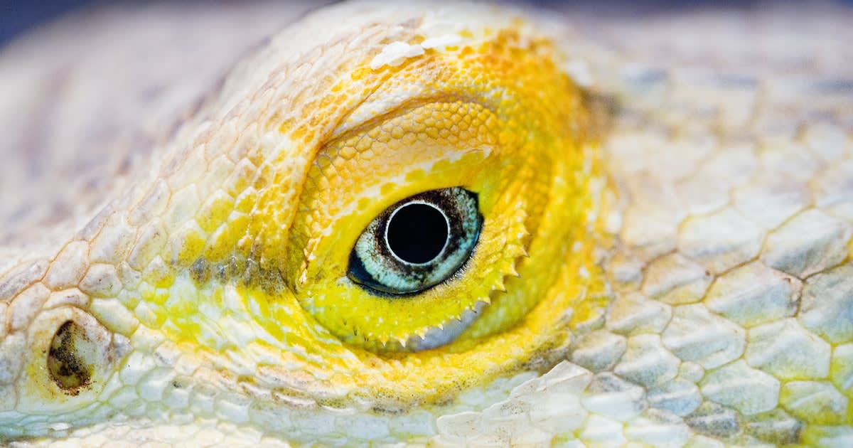 6 animals that can change sexes — and the scientific reason why