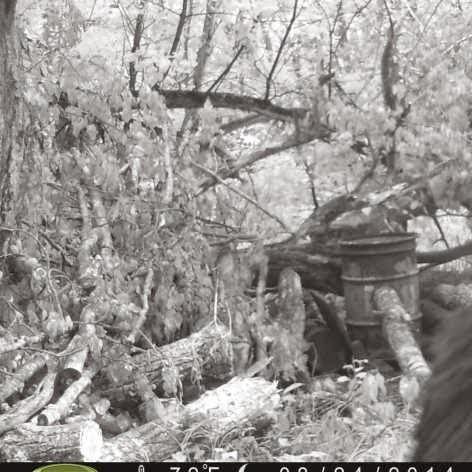Game Camera Captures Possible Image of Bigfoot