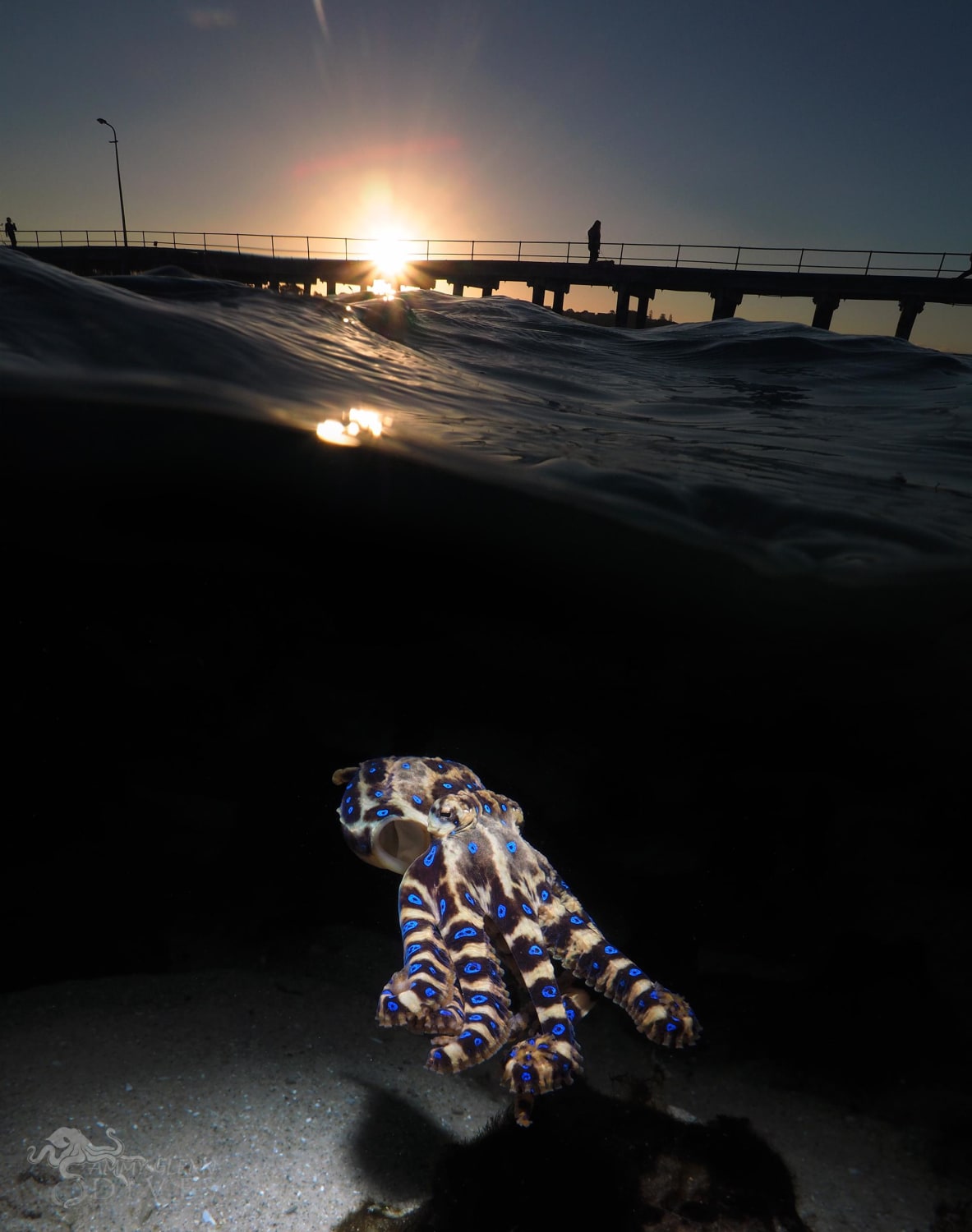 One of my favorite double exposure photos of a Blue Ringed Octopus. People walk this pier every day that would never know of their existance just meters below their feet.