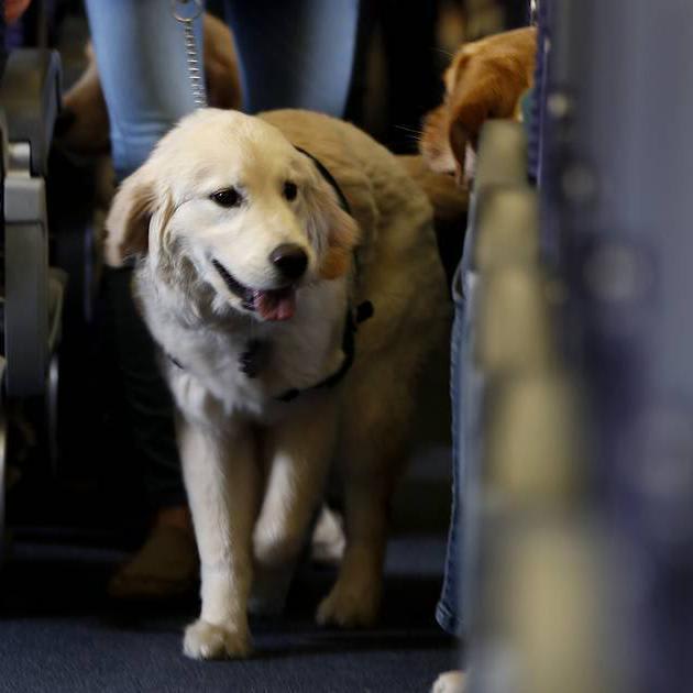 Everything you need to know about flying with your dog