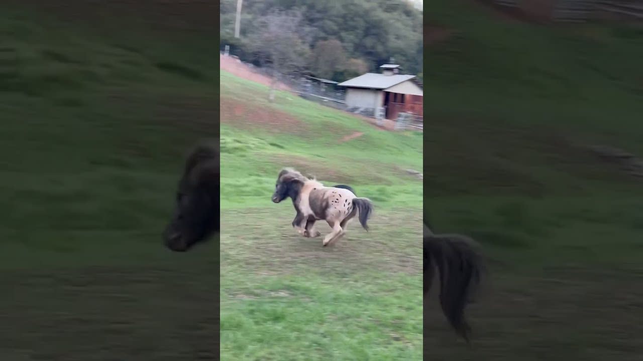 Two Ponies Run Around Pasture While Playing Together - 1297380