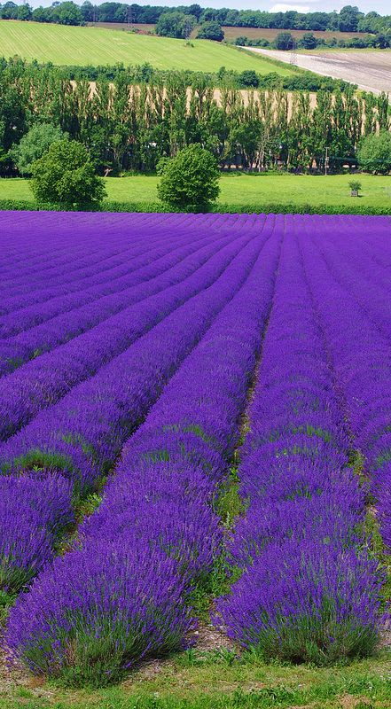 Lavender Farm Shoreham. Kent.