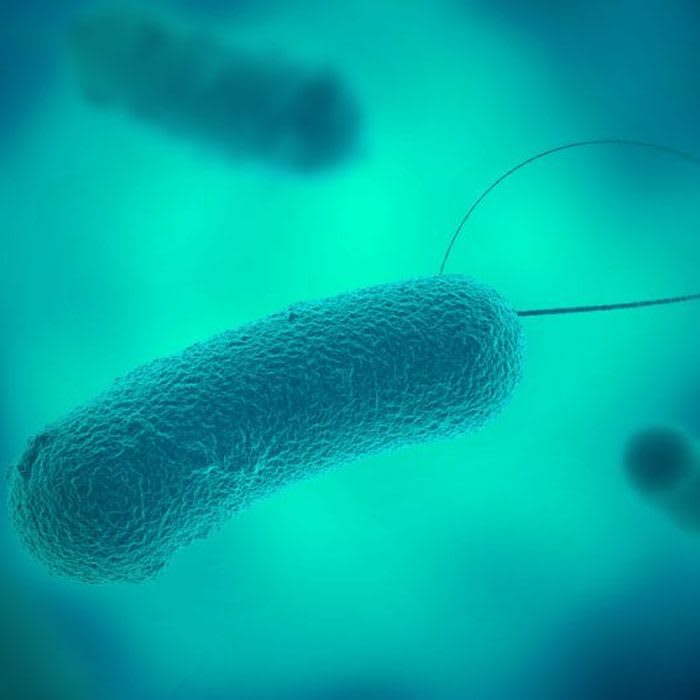 The Legionella News and Ways to Deal with It - Legionella bacteria