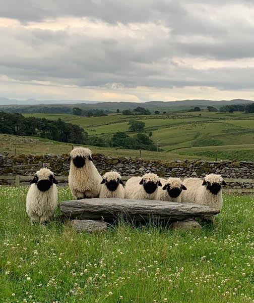They're Valais Blacknose sheep, originating in Switzerland. These are part of a naturally-bred flock in the UK's Lake District.