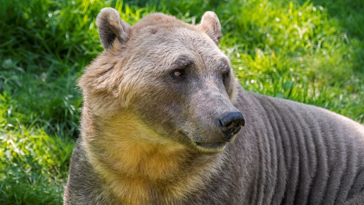 'Pizzly' bear hybrids are spreading across the Arctic thanks to climate change