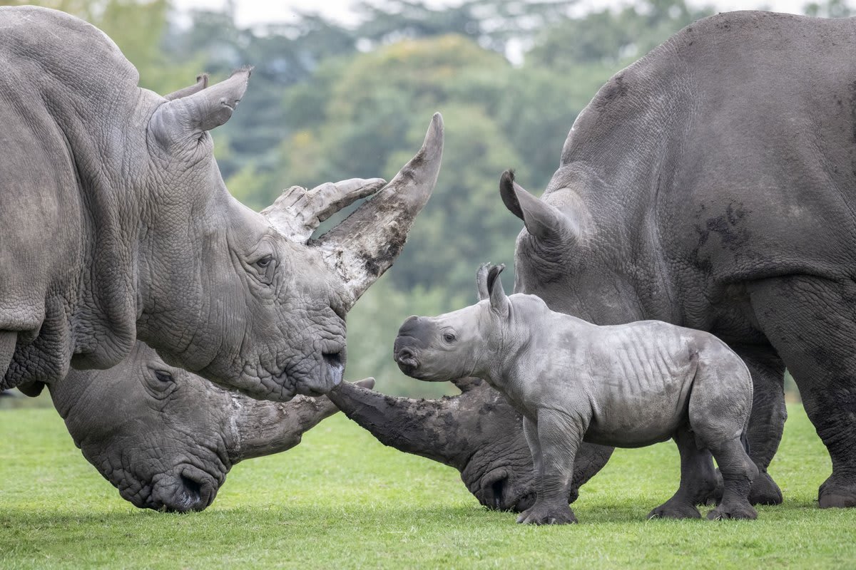 Newly named Granville meets his aunties, Trixie and Mtuba. It has been an exciting week for the new baby rhino at West Midland Safari Park, UK. Picture by WMSP/Caters News