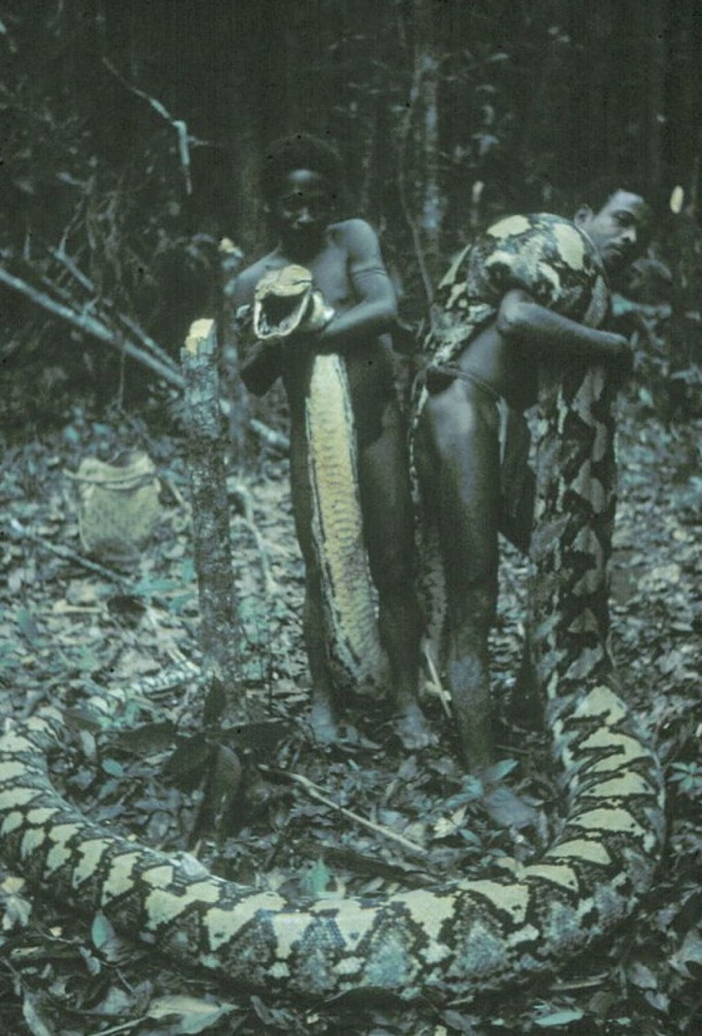 Phillipino hunters with a 22.5 ft (6.8 m) python, 1970s (yes there are native black tribes in the Philippines)