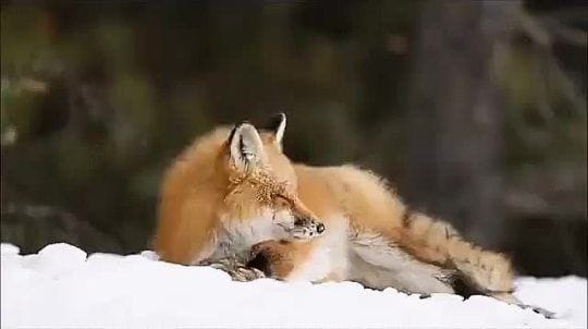 Red fox in Algonquin Provincial Park