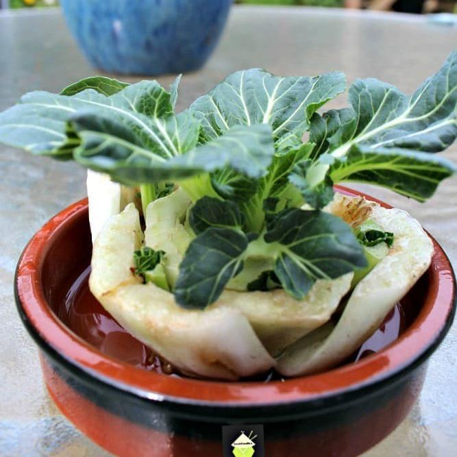 How To Re Grow Bok Choy. An easy way to recycle off cuts and regrow to save money!