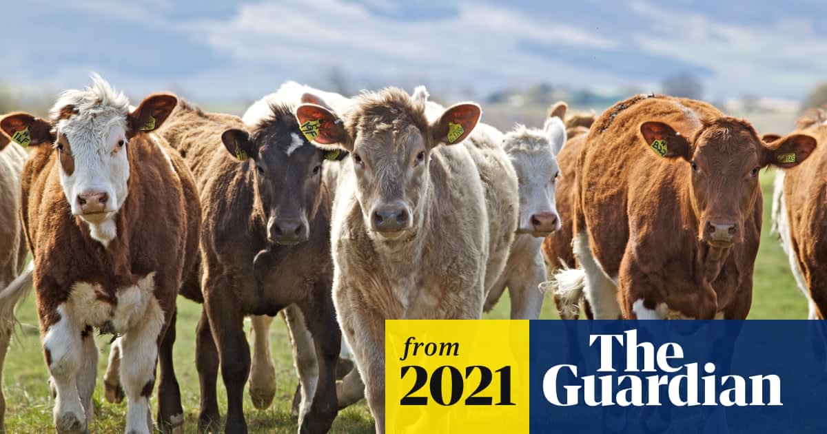UK's beef herds could be key to sustainable farming, says report