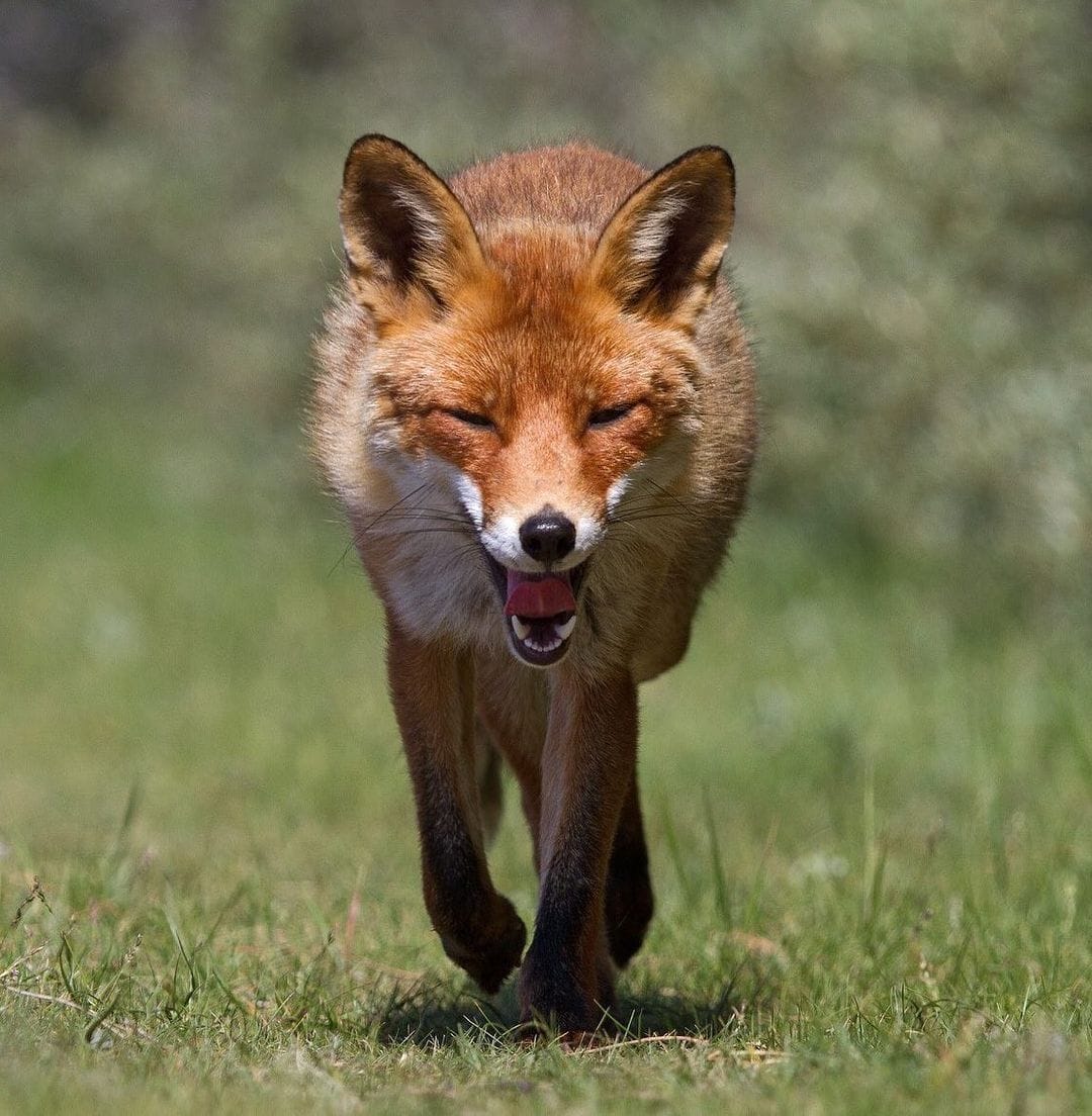 Fox