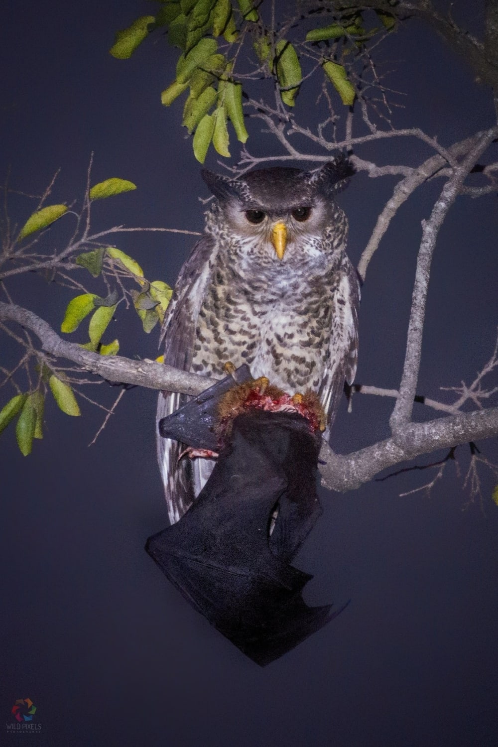 A Spot-bellied or Forest Eagle-owl, which is sometimes referred to as the "Devil Bird" & is a bold, vicious yet little-known top predator, shortly after killing an Indian Flying Fox, possibly the world's heaviest bat.